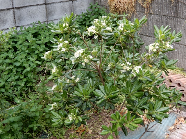 e0025300_125291.jpg
