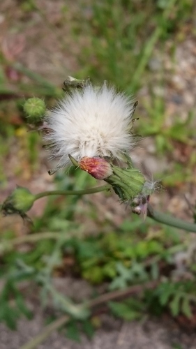 e0351303_18123725.jpg