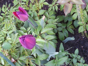 f0325309_17203278.jpg