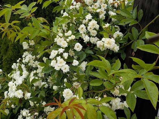f0341616_16592303.jpg