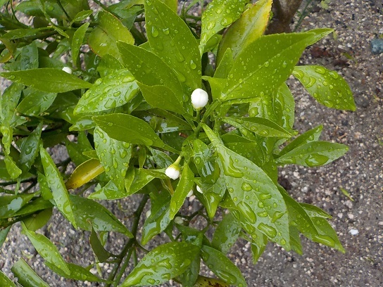 f0341616_17035903.jpg