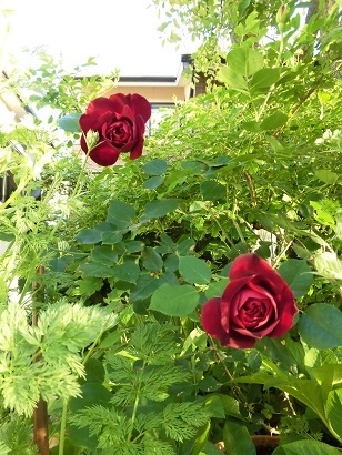 c0204121_00134640.jpg