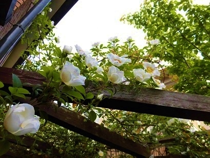c0204121_08551095.jpg