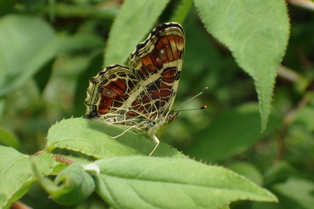 c0353632_16464774.jpg