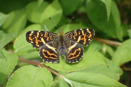 c0353632_16474642.jpg