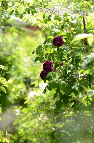 c0186463_22543318.jpg