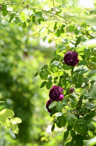 c0186463_22543351.jpg