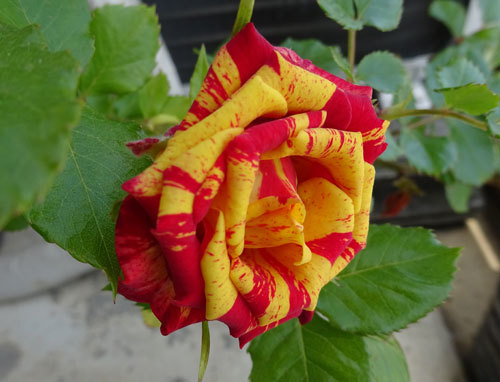 c0168990_17510260.jpg
