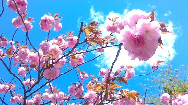 八重桜咲く～･``☆､｡･：･ﾟ`☆･`･　天白公園 - Beautiful Japan 絵空事