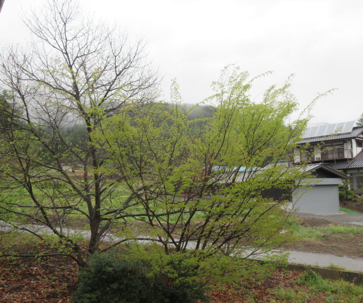 c0085508_746263.jpg