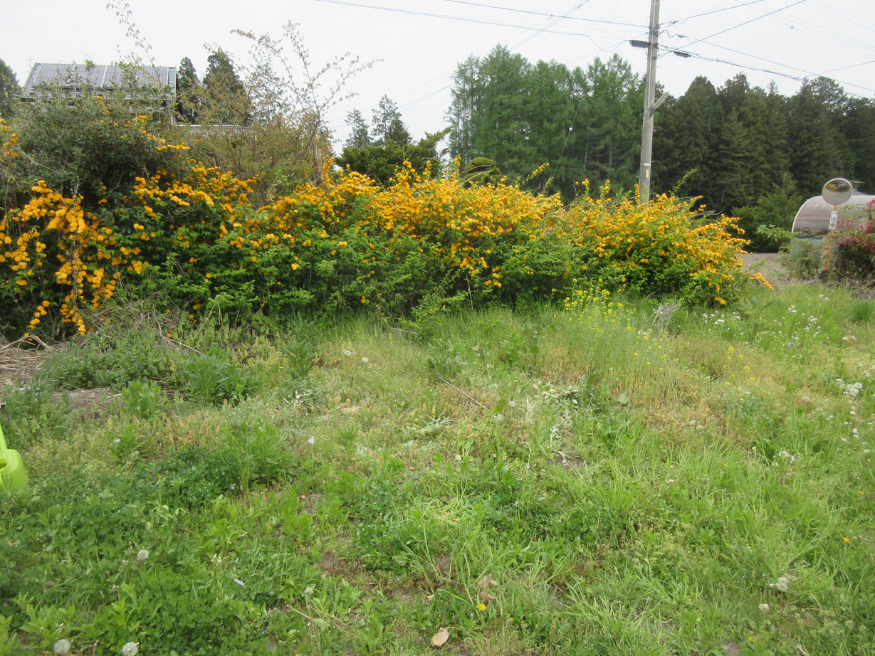 c0085508_749077.jpg