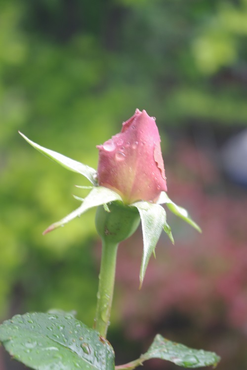 c0147909_07135305.jpg