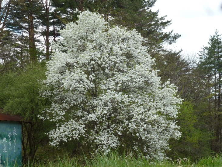 c0042418_08083842.jpg