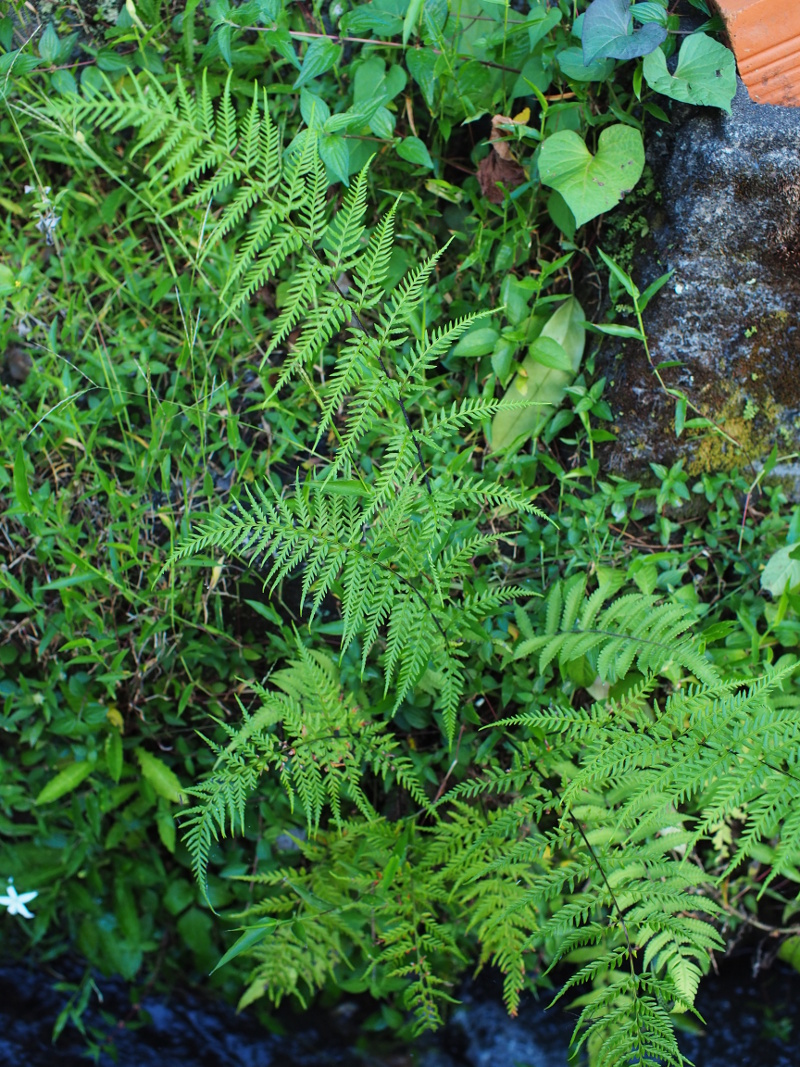 d0350219_08544446.jpg