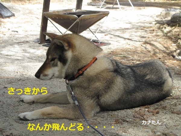f0143123_09404107.jpg