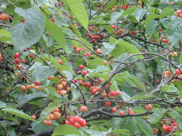 a0054240_2021178.jpg