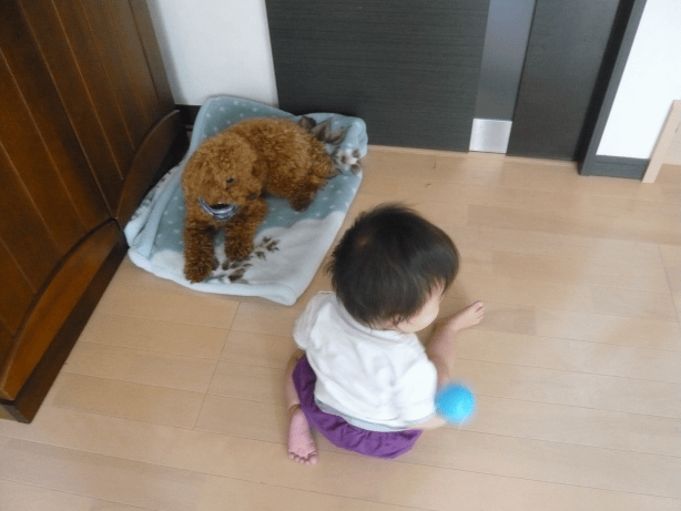 c0365341_20280303.gif