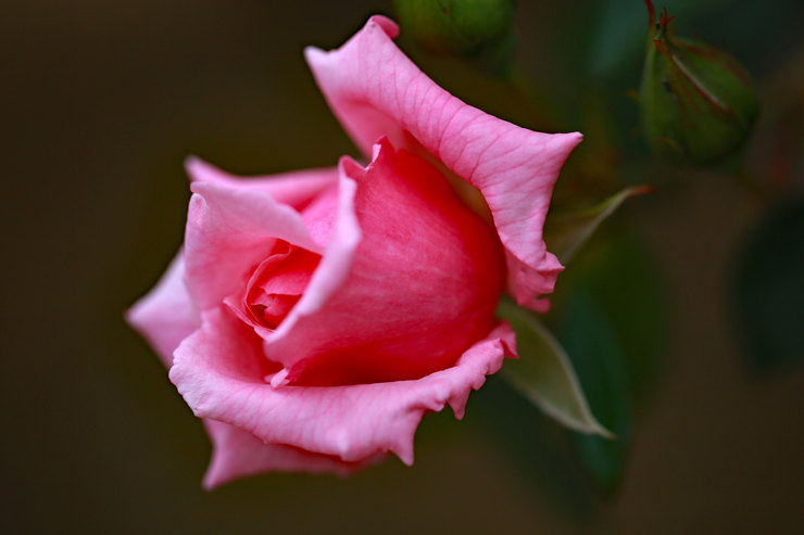 a0120949_6311943.jpg