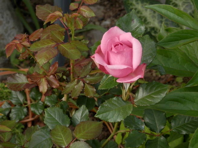 e0288951_22352122.jpg