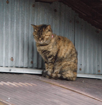 e0001558_17063278.gif