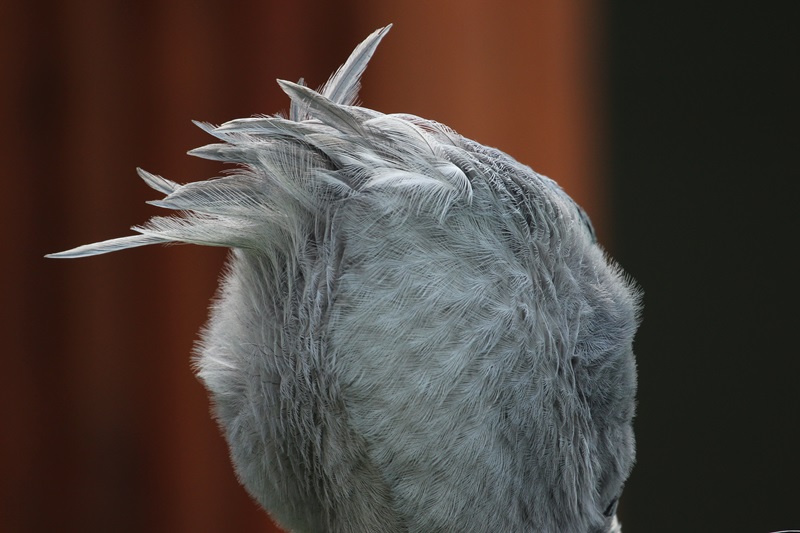a0167759_20475071.jpg