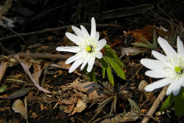 e0122168_23322693.jpg