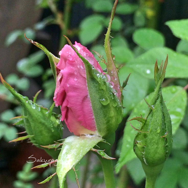 d0350392_20104207.jpg