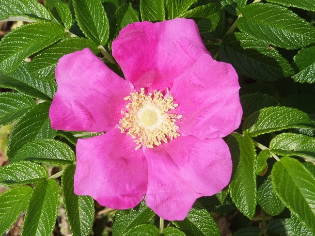 e0360409_12161375.jpg