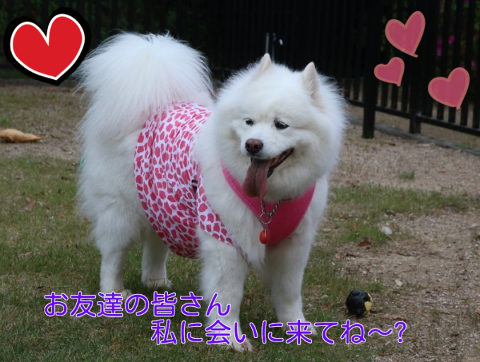b0073110_21040993.png