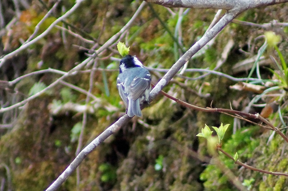 c0042418_07462179.jpg