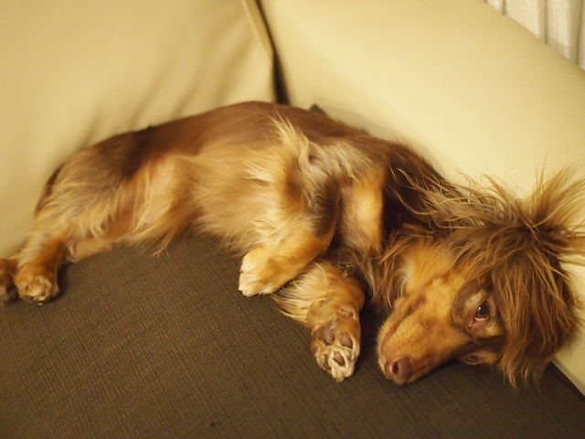 c0117831_17271029.jpg