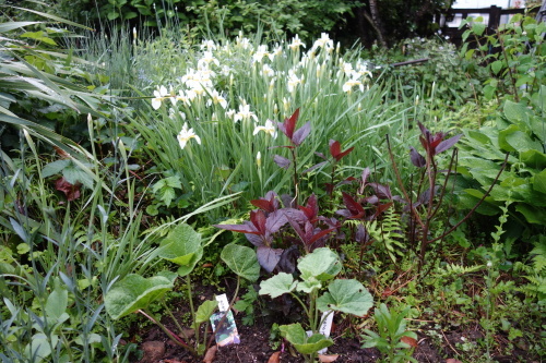 f0375039_07433856.jpg