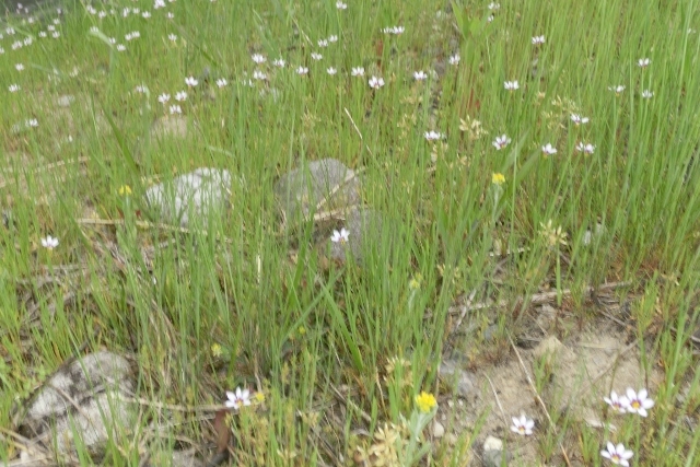 a0185551_15441210.jpg