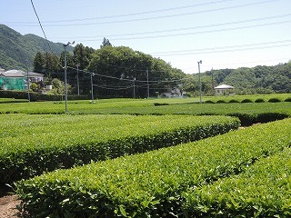 f0365954_19433585.jpg