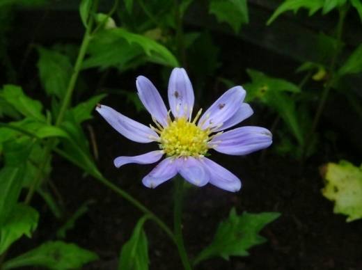 a0018655_15050031.jpg