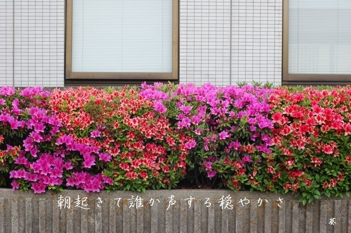 f0379160_16534986.jpg