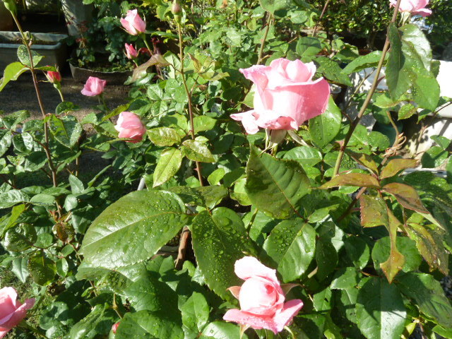 e0278968_22331037.jpg