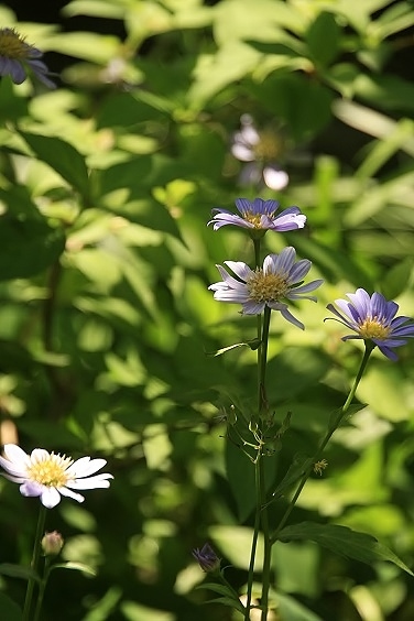 e0367274_11590887.jpg