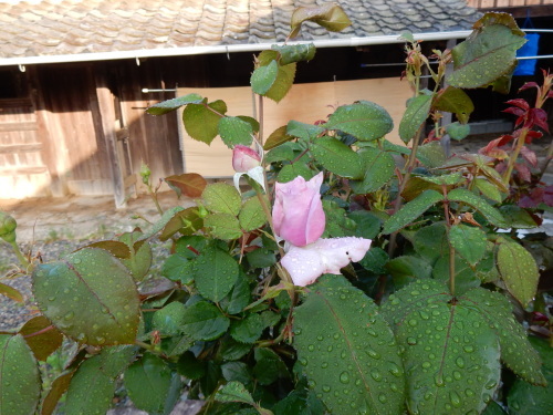 f0054677_06143034.jpg