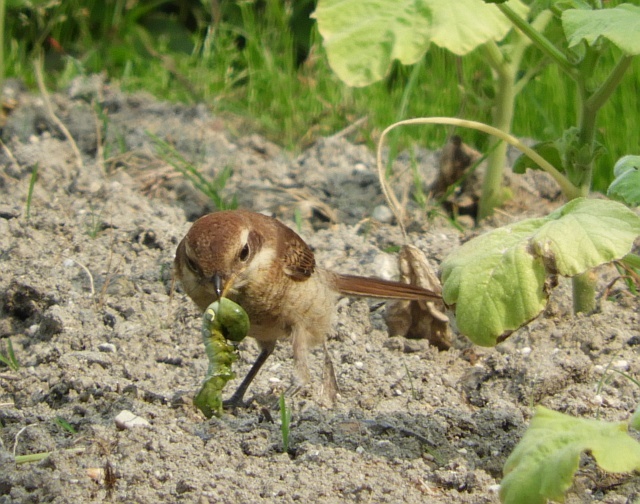 f0378979_21293631.jpg