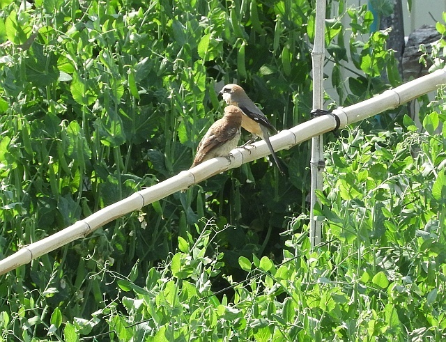 f0378979_21533915.jpg
