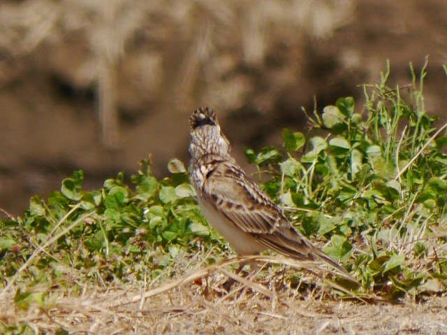 d0088184_11085964.jpg