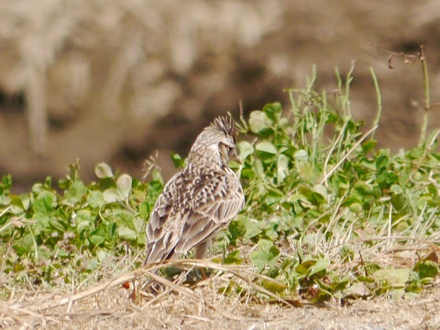 d0088184_11090768.jpg