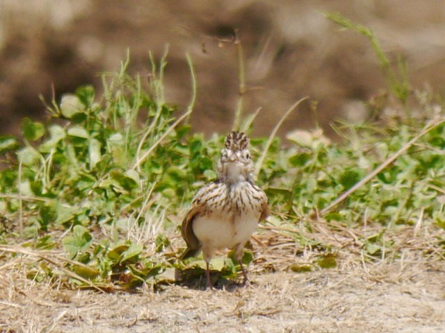 d0088184_11091748.jpg