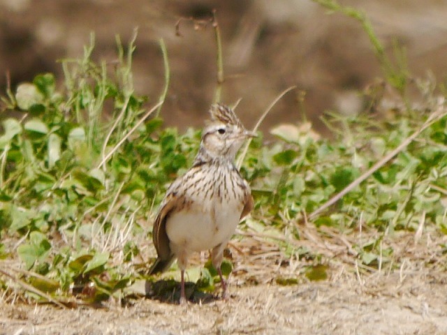 d0088184_11092666.jpg