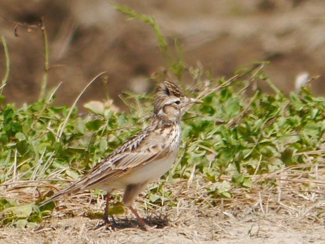 d0088184_11093539.jpg