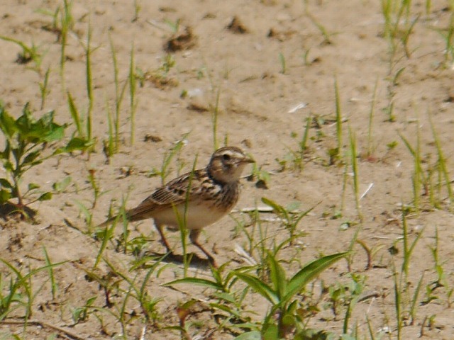 d0088184_11100450.jpg