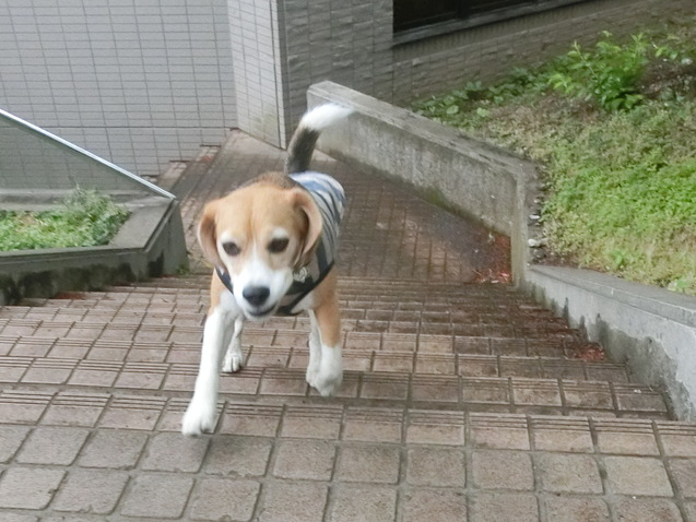 a0319693_9525430.jpg