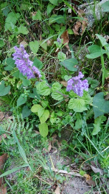 c0161301_12333813.jpg