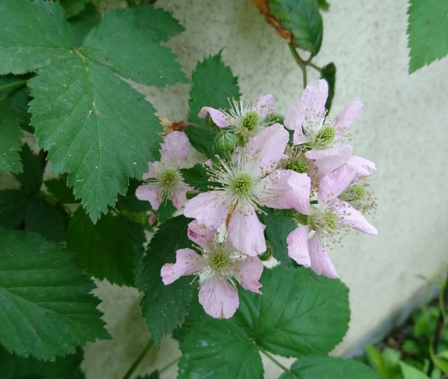 b0345108_16204960.jpg
